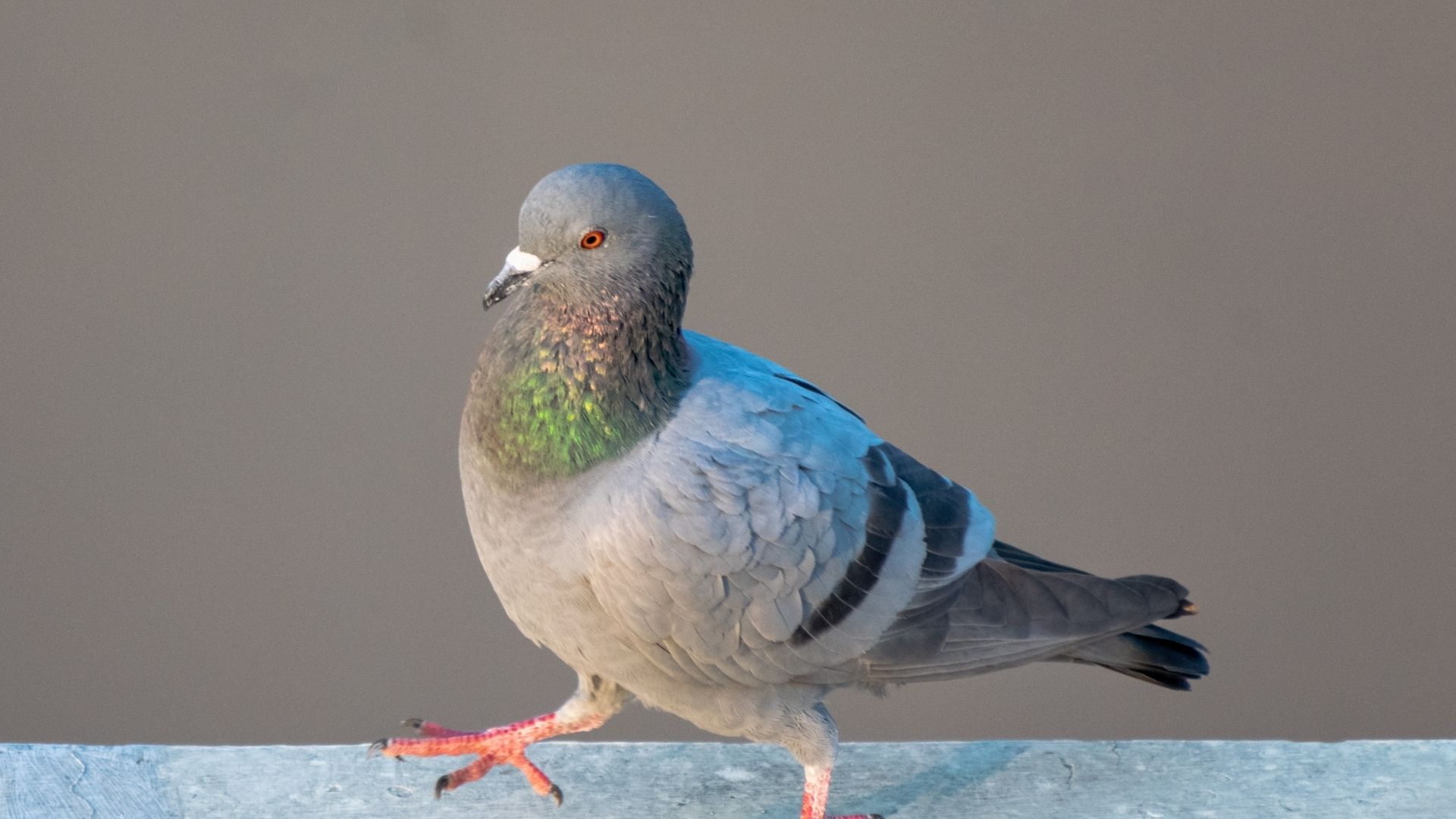 Anti-pigeons